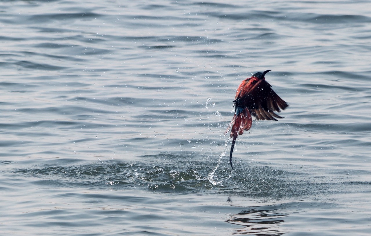 A bird standing in shallow Sardinian water