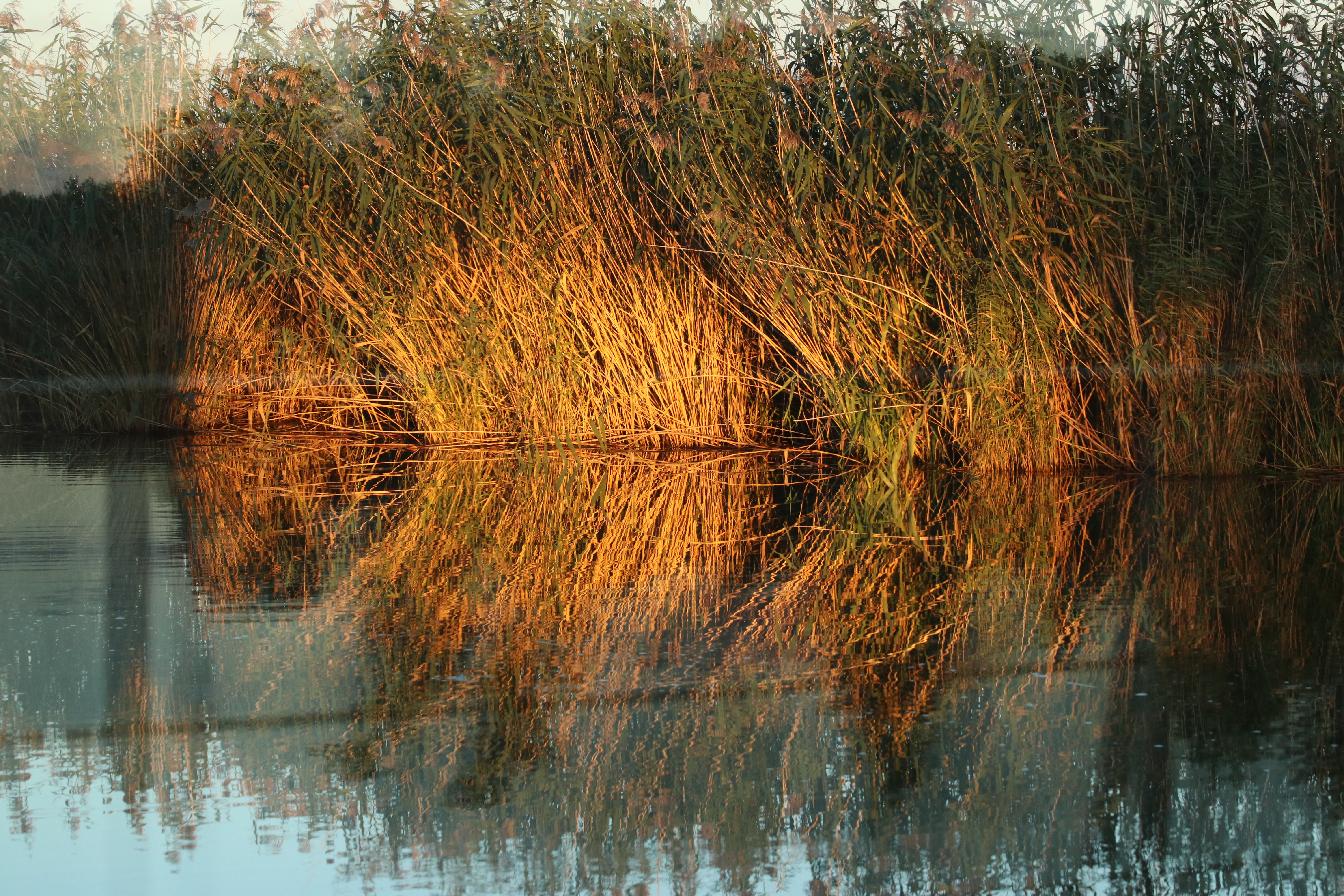 Water plants and still water at the retreat